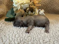 Almanso, a male Shih Tzu for sale in Boaz, AL – Photo 7 of 10