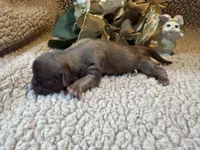 Almanso, a male Shih Tzu for sale in Boaz, AL – Photo 5 of 10