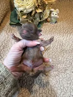 Almanso, a male Shih Tzu for sale in Boaz, AL – Photo 8 of 10