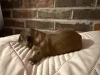 Daisy , a female Shorkie for sale in Boaz, AL – Photo 4 of 8