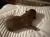 Daisy , a female Shorkie for sale in Boaz, AL – Photo 5 of 8