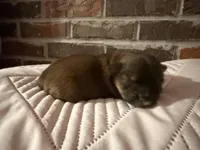 Daisy , a female Shorkie for sale in Boaz, AL – Photo 6 of 8