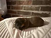 Daisy , a female Shorkie for sale in Boaz, AL – Photo 3 of 8