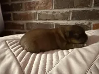 Daisy , a female Shorkie for sale in Boaz, AL – Photo 8 of 8