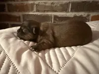 Daisy , a female Shorkie for sale in Boaz, AL – Photo 2 of 8