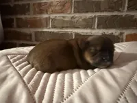 Daisy , a female Shorkie for sale in Boaz, AL – Photo 7 of 8