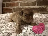 Reba, a female Shih Tzu for sale in Boaz, AL – Photo 3 of 9