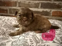 Reba, a female Shih Tzu for sale in Boaz, AL – Photo 1 of 9