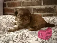 Reba, a female Shih Tzu for sale in Boaz, AL – Photo 4 of 9