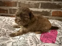 Reba, a female Shih Tzu for sale in Boaz, AL – Photo 7 of 9