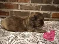 Reba, a female Shih Tzu for sale in Boaz, AL – Photo 5 of 9