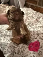 Reba, a female Shih Tzu for sale in Boaz, AL – Photo 9 of 9