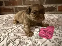 Reba, a female Shih Tzu for sale in Boaz, AL – Photo 8 of 9