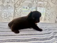 Jacaerys , a male Shih Tzu for sale in Boaz, AL – 2 of 10