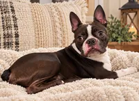 Bruce , a male Boston Terrier for sale in Boaz, AL – 2 of 2