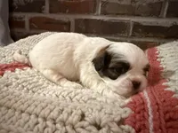 processed/ed991489-3ed3-41df-833d-98b66e951fcb/listing/fa0b736e-6736-4e04-8833-78b265298d73/4196e553-aee1-40ea-8d98-d7f604efdb36