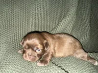 Ramsey , a male Shih Tzu for sale in Boaz, AL – 5 of 10