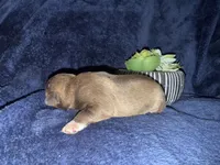 Aphrodite , a female Miniature Schnauzer for sale in Boaz, AL – 5 of 7