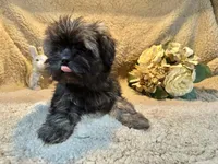Jewel, a female Shih Tzu for sale in Boaz, AL – Photo 5 of 8