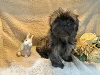 Jewel, a female Shih Tzu for sale in Boaz, AL – Photo 8 of 8