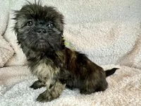 Jewel, a female Shih Tzu for sale in Boaz, AL – Photo 1 of 8