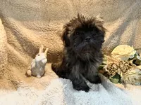 Jewel, a female Shih Tzu for sale in Boaz, AL – Photo 4 of 8