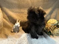 Jewel, a female Shih Tzu for sale in Boaz, AL – Photo 3 of 8