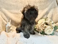 Jewel, a female Shih Tzu for sale in Boaz, AL – Photo 7 of 8