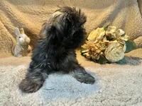 Jewel, a female Shih Tzu for sale in Boaz, AL – Photo 6 of 8