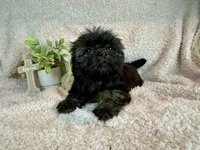 Jewel, a female Shih Tzu for sale in Boaz, AL – Photo 2 of 8