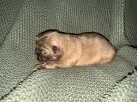 Reign , a female Shih Tzu for sale in Boaz, AL – 7 of 9