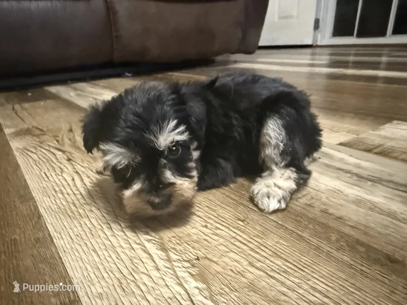 Venus  – Miniature Schnauzer puppy for sale in Boaz, AL