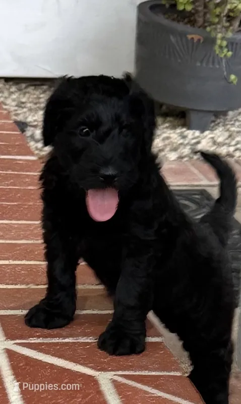 Odie -Lime green – Giant Schnauzer, Schnoodle puppy for sale in San Diego, CA