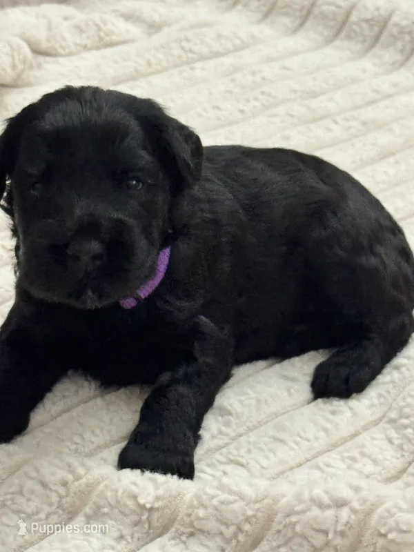 Purple Girl – Giant Schnauzer puppy for sale in San Diego, CA