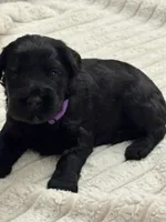 Purple Girl, a female Giant Schnauzer for sale in San Diego, CA – 1 of 5