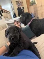 Purple Girl, a female Giant Schnauzer for sale in San Diego, CA – 3 of 5