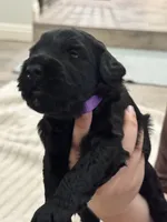 Purple Girl, a female Giant Schnauzer for sale in San Diego, CA – 2 of 5