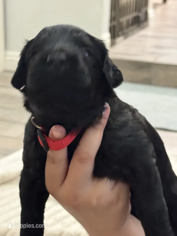 Red Boy – Giant Schnauzer, Schnoodle puppy on hold in San Diego, CA