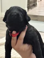 Red Boy, a male Giant Schnauzer and Schnoodle for sale in San Diego, CA – 1 of 6