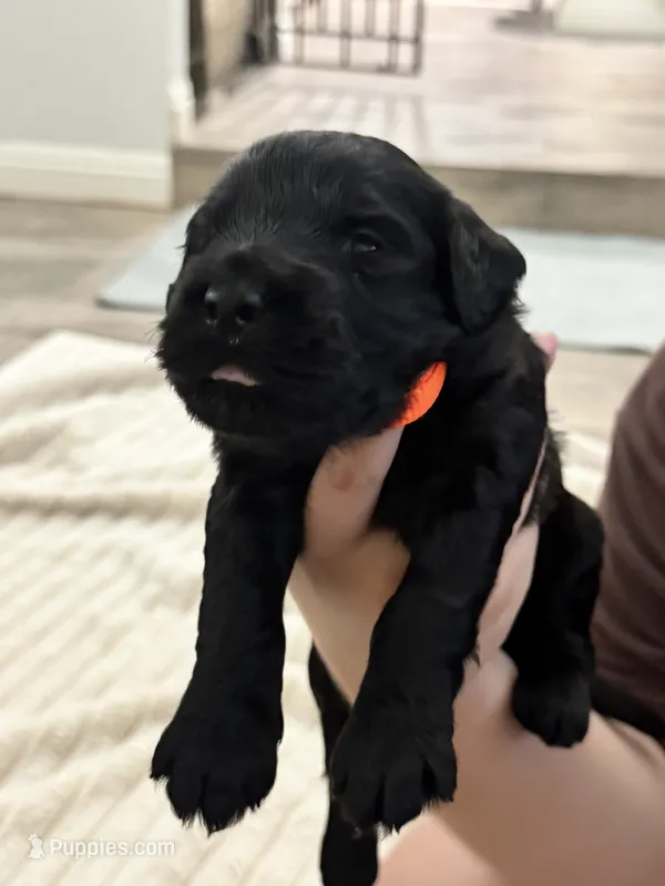 Orange  – Giant Schnauzer, Schnoodle puppy for sale in San Diego, CA