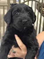 Red Boy, a male Giant Schnauzer and Schnoodle for sale in San Diego, CA – 3 of 6