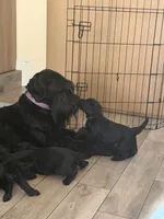 Purple Girl, a female Giant Schnauzer for sale in San Diego, CA – 5 of 5
