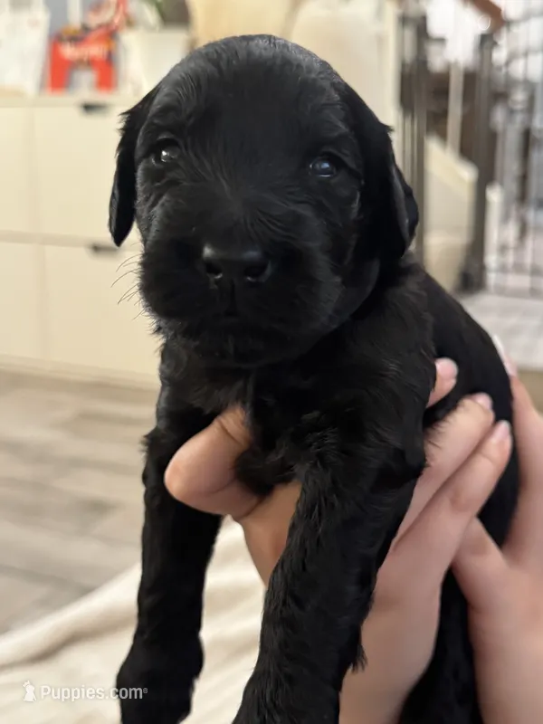 Lime green – Giant Schnauzer, Schnoodle puppy for sale in San Diego, CA