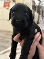 Lime green, a male Giant Schnauzer and Schnoodle for sale in San Diego, CA – 1 of 4
