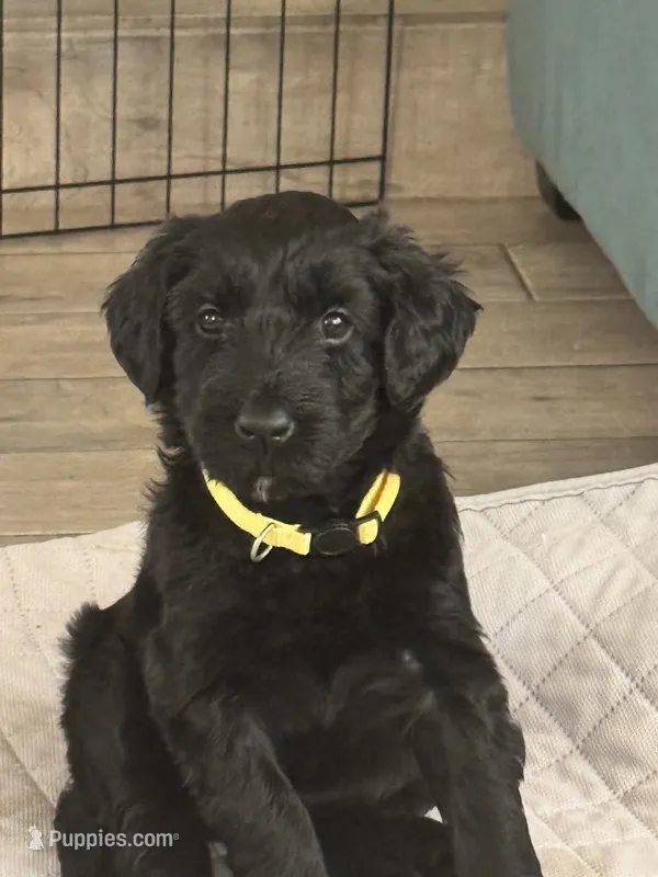 Charley -Yellow Girl – Giant Schnauzer, Schnoodle puppy for sale in San Diego, CA