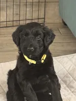 Charley -Yellow Girl, a female Giant Schnauzer and Schnoodle for sale in San Diego, CA – 7 of 8