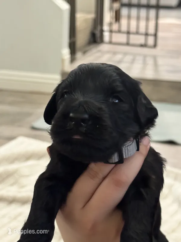 Gray – Giant Schnauzer, Schnoodle puppy for sale in San Diego, CA