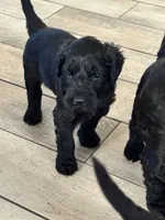 Einstein - Dark Green, a male Giant Schnauzer and Schnoodle for sale in San Diego, CA – 5 of 8