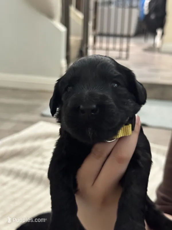 Yellow  – Giant Schnauzer, Schnoodle puppy for sale in San Diego, CA