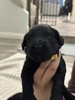 Yellow , a female Giant Schnauzer and Schnoodle for sale in San Diego, CA – 1 of 5